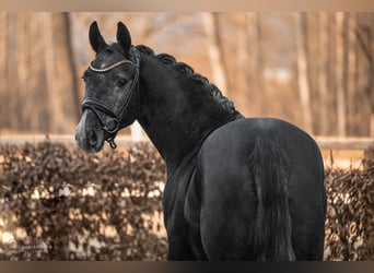 Other Warmbloods, Gelding, 4 years, 16 hh, Gray-Dark-Tan