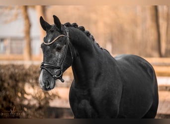 Other Warmbloods, Gelding, 4 years, 16 hh, Gray-Dark-Tan