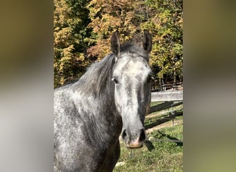 Other Warmbloods, Gelding, 4 years, 16 hh, Grey