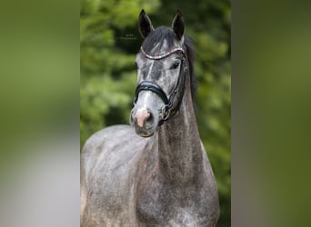 Other Warmbloods, Gelding, 4 years, 16 hh, Grey