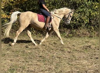 Other Warmbloods, Gelding, 4 years, 16 hh, Palomino