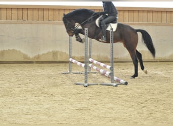 Other Warmbloods, Gelding, 4 years, 16,1 hh, Bay-Dark