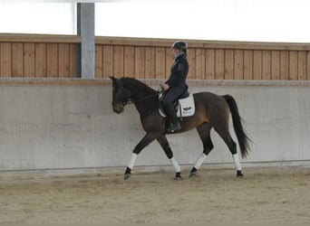 Other Warmbloods, Gelding, 4 years, 16,1 hh, Brown