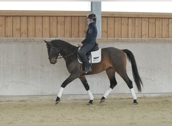 Other Warmbloods, Gelding, 4 years, 16,1 hh, Brown