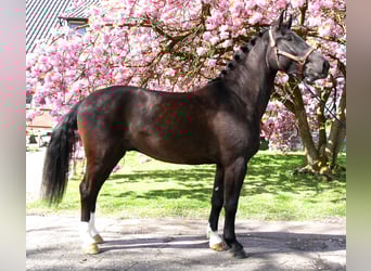 Other Warmbloods, Gelding, 4 years, 16,1 hh, Smoky-Black