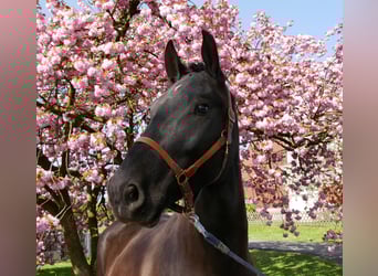 Other Warmbloods, Gelding, 4 years, 16,1 hh, Smoky-Black