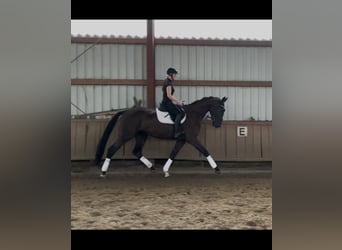 Other Warmbloods, Gelding, 4 years, 17 hh, Brown