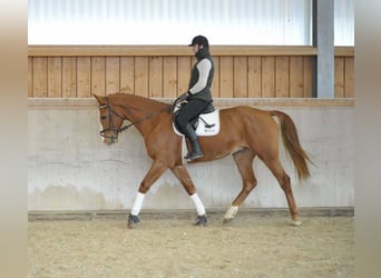 Other Warmbloods, Gelding, 4 years, 17 hh, Chestnut-Red