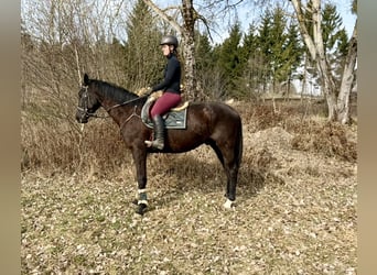 Other Warmbloods, Gelding, 4 years, 17,1 hh, Black