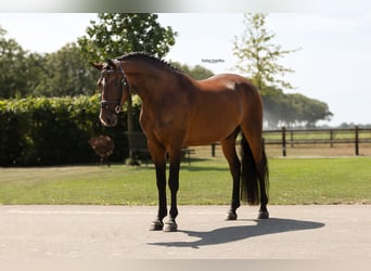 Other Warmbloods, Gelding, 5 years, 14.2 hh, Bay-Dark