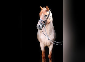 Other Warmbloods, Gelding, 5 years, 14.3 hh, Roan-Red