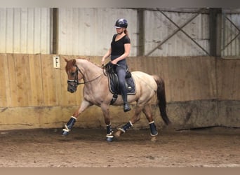 Other Warmbloods, Gelding, 5 years, 14.3 hh, Roan-Red