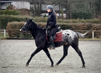 Other Warmbloods, Gelding, 5 years, 14,2 hh, Leopard-Piebald