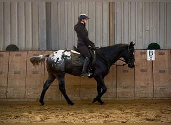 Other Warmbloods, Gelding, 5 years, 14,2 hh, Leopard-Piebald