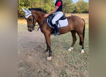 Other Warmbloods, Gelding, 5 years, 14,3 hh, Brown
