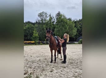 Other Warmbloods, Gelding, 5 years, 14,3 hh, Brown