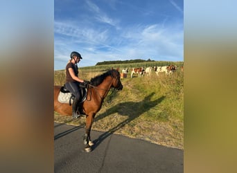 Other Warmbloods, Gelding, 5 years, 14,3 hh, Brown