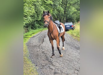 Other Warmbloods, Gelding, 5 years, 14,3 hh, Brown