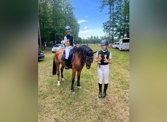 Other Warmbloods, Gelding, 5 years, 14,3 hh, Brown