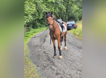 Other Warmbloods, Gelding, 5 years, 14,3 hh, Brown