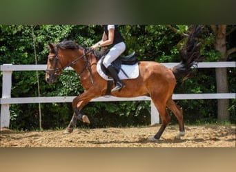 Other Warmbloods, Gelding, 5 years, 14,3 hh, Brown