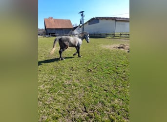 Other Warmbloods, Gelding, 5 years, 14,3 hh, Grey-Dapple