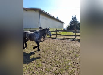 Other Warmbloods, Gelding, 5 years, 14,3 hh, Grey-Dapple