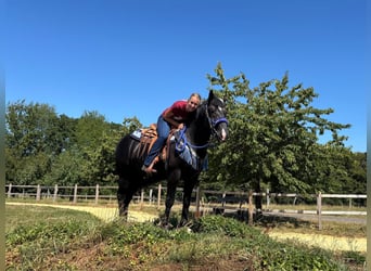Other Warmbloods, Gelding, 5 years, 15.1 hh, Black