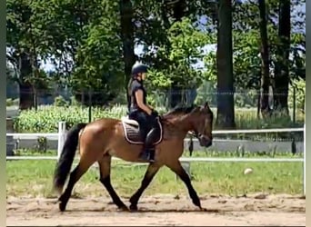 Other Warmbloods, Gelding, 5 years, 15.1 hh, Brown-Light