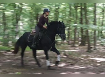 Other Warmbloods, Gelding, 5 years, 15.1 hh, Grey-Dark-Tan