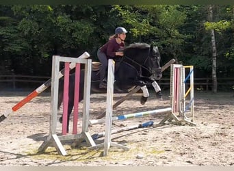 Other Warmbloods, Gelding, 5 years, 15.1 hh, Grey-Dark-Tan