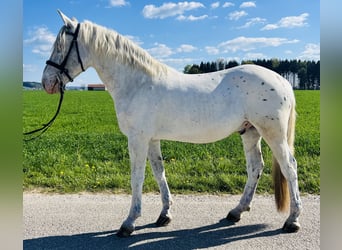 Other Warmbloods, Gelding, 5 years, 15.1 hh, Grey-Red-Tan