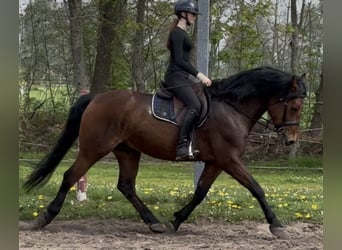 Other Warmbloods, Gelding, 5 years, 15.2 hh, Brown