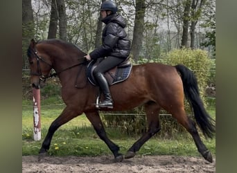 Other Warmbloods, Gelding, 5 years, 15.2 hh, Brown