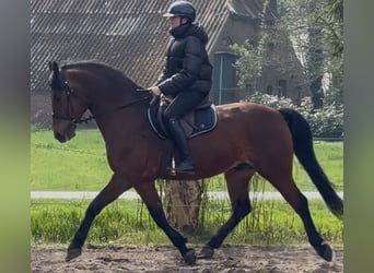 Other Warmbloods, Gelding, 5 years, 15.2 hh, Brown