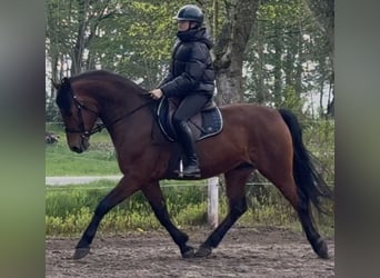 Other Warmbloods, Gelding, 5 years, 15.2 hh, Brown