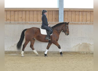 Other Warmbloods, Gelding, 5 years, 15.2 hh, Brown