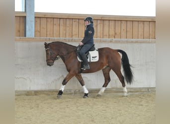 Other Warmbloods, Gelding, 5 years, 15.2 hh, Brown