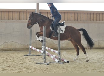 Other Warmbloods, Gelding, 5 years, 15.2 hh, Brown