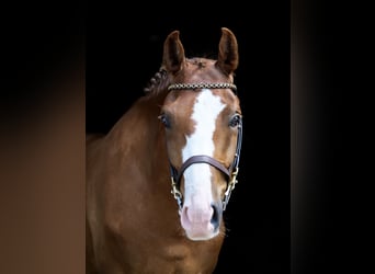 Other Warmbloods, Gelding, 5 years, 15.2 hh, Chestnut-Red