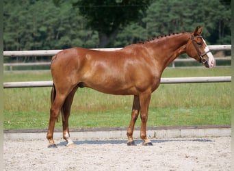 Other Warmbloods, Gelding, 5 years, 15.2 hh, Chestnut-Red