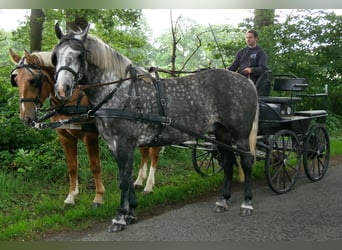 Other Warmbloods Mix, Gelding, 5 years, 15.2 hh