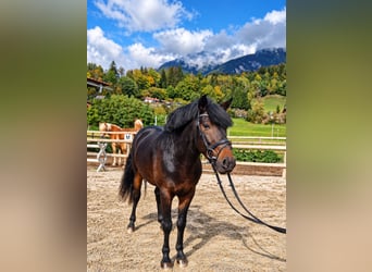 Other Warmbloods, Gelding, 5 years, 15 hh, Bay-Dark