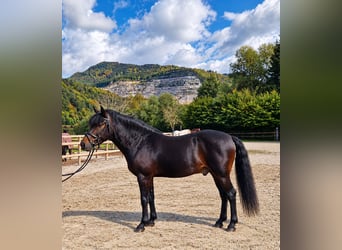 Other Warmbloods, Gelding, 5 years, 15 hh, Bay-Dark
