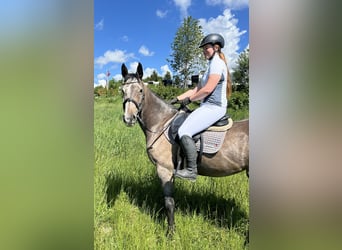 Other Warmbloods, Gelding, 5 years, 15 hh, Brown Falb mold