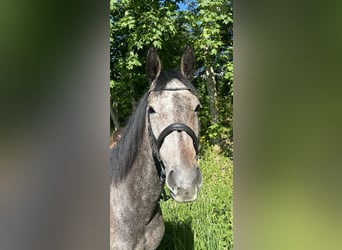 Other Warmbloods, Gelding, 5 years, 15 hh, Brown Falb mold