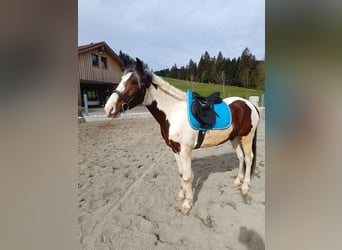 Other Warmbloods, Gelding, 5 years, 15 hh, Pinto
