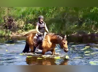 Other Warmbloods, Gelding, 5 years, 15,1 hh, Brown-Light