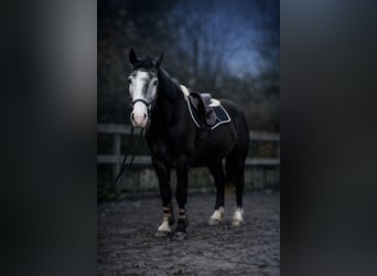 Other Warmbloods, Gelding, 5 years, 15,1 hh, Grey-Blue-Tan