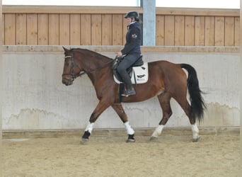 Other Warmbloods, Gelding, 5 years, 15,2 hh, Brown